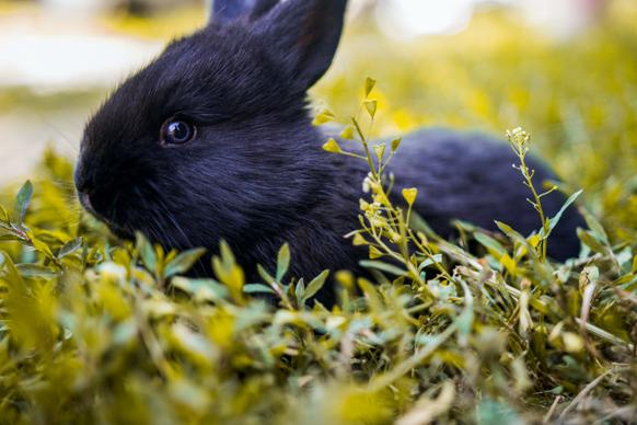 wild nature picture cute rabbit closeup