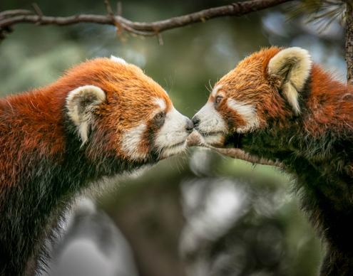 wild nature picture cute red panda animals