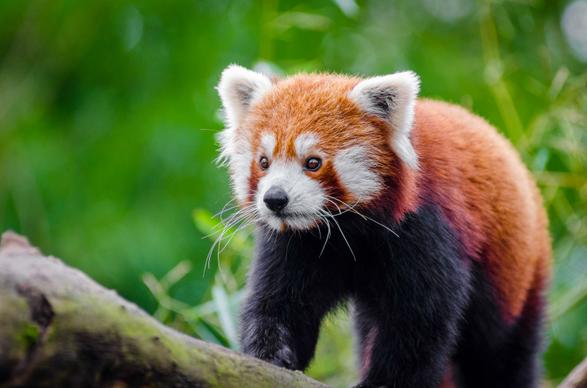 wild nature picture cute red panda closupe