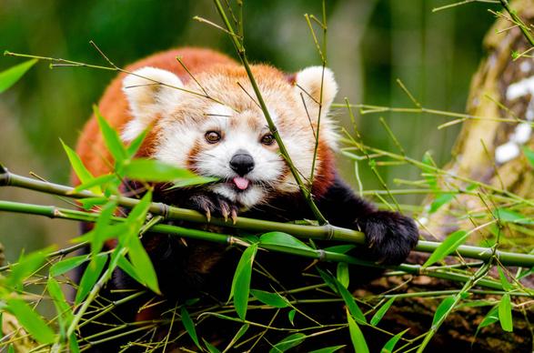 wild nature picture cute red panda eating bamboo 