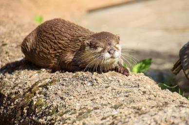 wild nature picture cute relaxing otter  