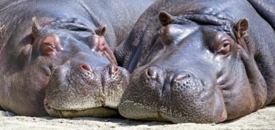 wild nature picture cute resting hippo herd