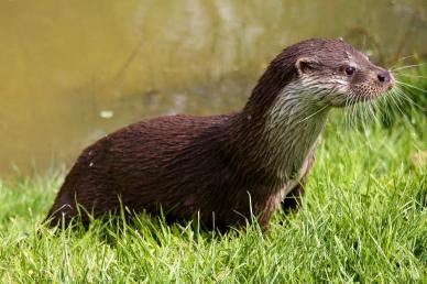 wild nature picture cute small otter  