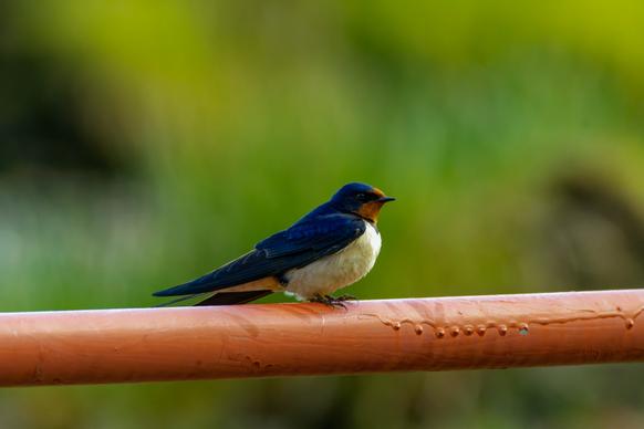 wild nature picture cute small perching swallow