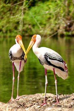 wild nature picture cute stork couple closeup 