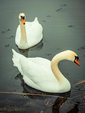 wild nature picture cute swan couple