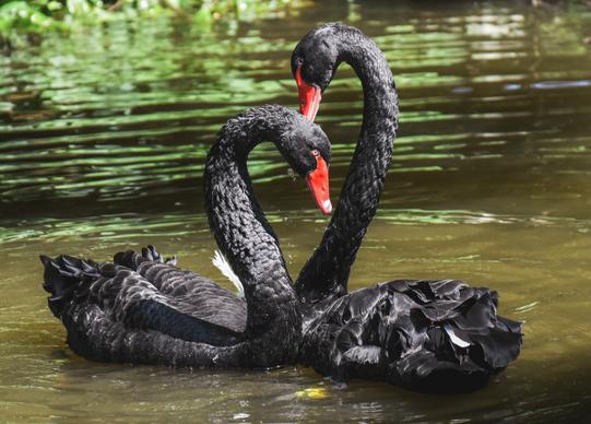 wild nature picture cute swans couple