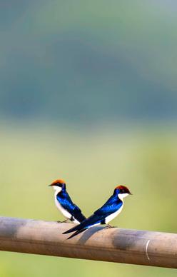 wild nature picture cute tiny swallows couple closeup