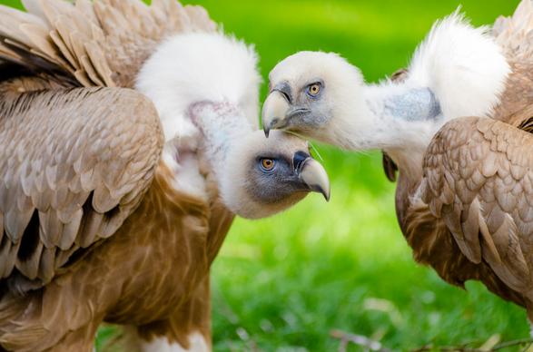 wild nature picture dynamic bright elegant vultures flock