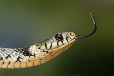 wild nature picture dynamic closeup snake