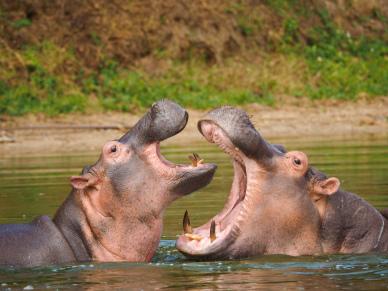 wild nature picture dynamic fighting hippo scene