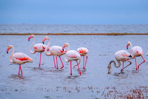 wild nature picture dynamic flamingoes flock