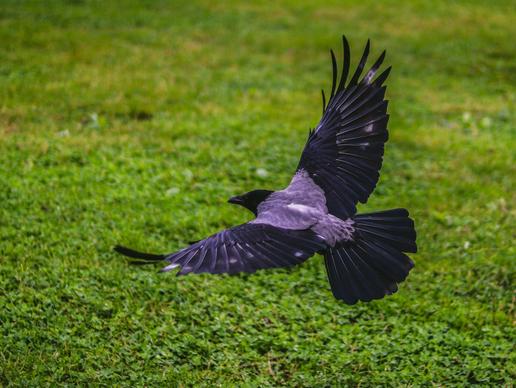 wild nature picture dynamic flying crow scene