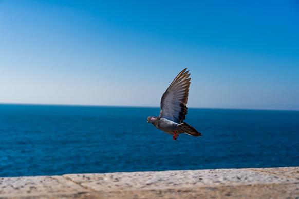 wild nature picture dynamic flying dove sea scene 