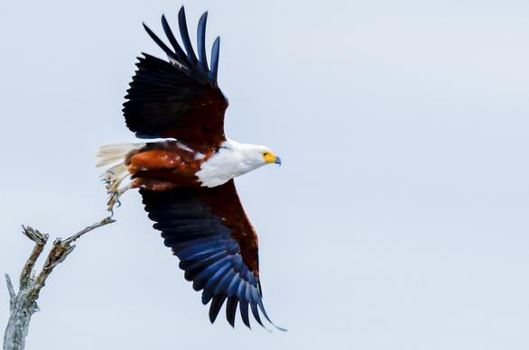 wild nature picture dynamic flying eagle 