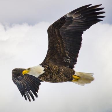 wild nature picture dynamic flying eagle 