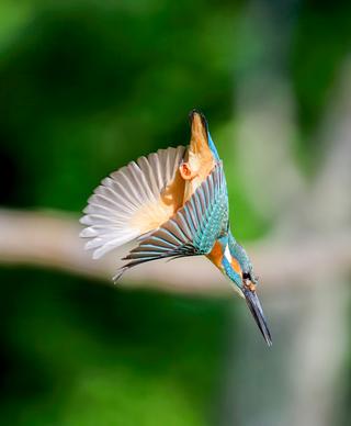 wild nature picture dynamic flying Kingfisher bird