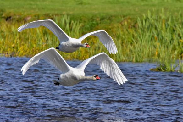 wild nature picture dynamic flying swans flock