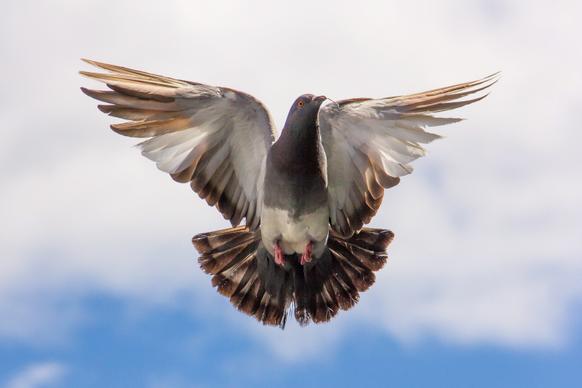 wild nature picture dynamic flying wings pigeon 