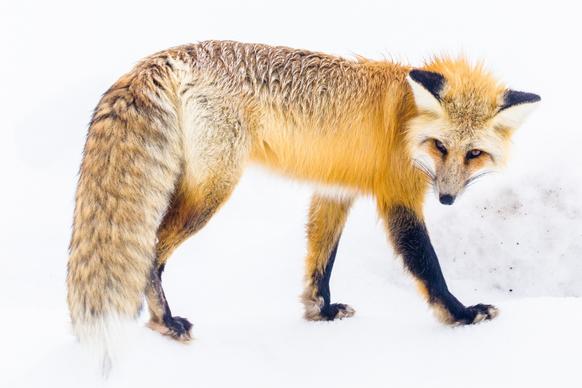 wild nature picture dynamic fox on snow