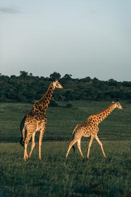 wild nature picture dynamic giraffe herd meadow scene 