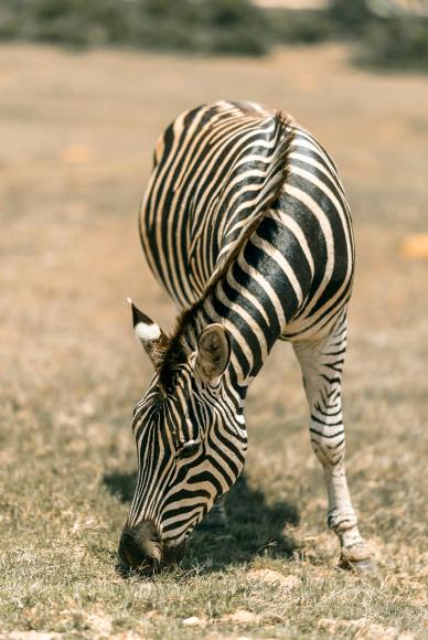 wild nature picture dynamic grazing zebra closeup