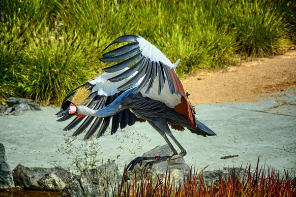 wild nature  picture dynamic  grey crowned crane