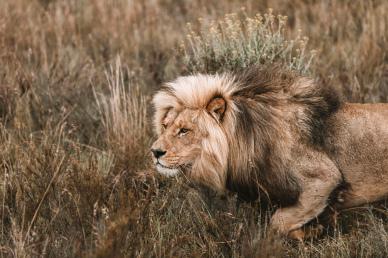 wild nature picture dynamic hunting lion