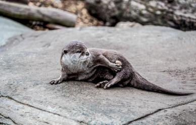 wild nature picture dynamic joyful otter  