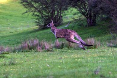 wild nature picture dynamic jumping kangaroo scene