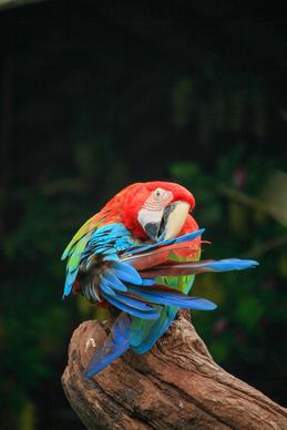 wild nature picture dynamic macaw perch perching 
