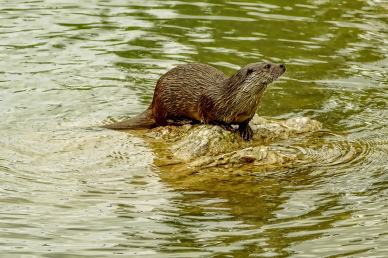 wild nature picture dynamic otter animal