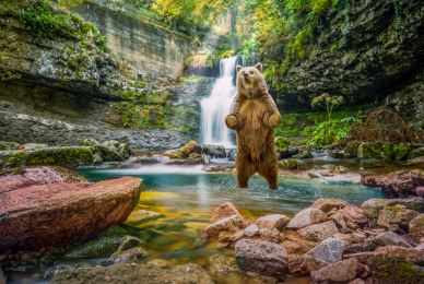 wild nature picture dynamic powerful brown bear cascade forest scene