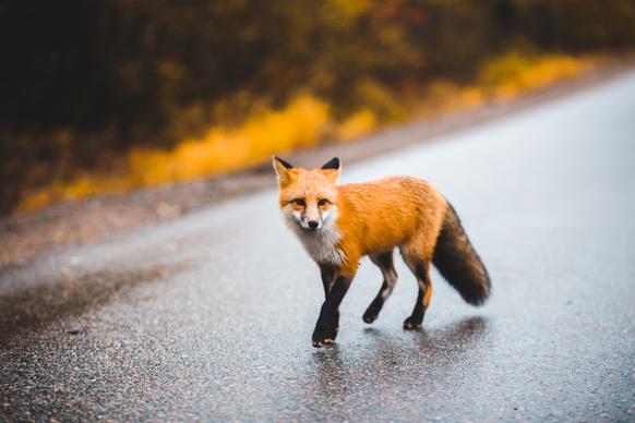 wild nature picture dynamic running fox
