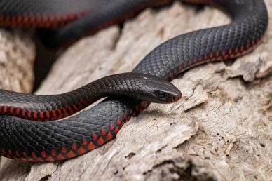 wild nature picture dynamic snake closeup