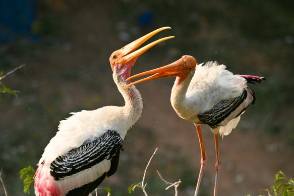 wild nature picture dynamic storks couple scene 