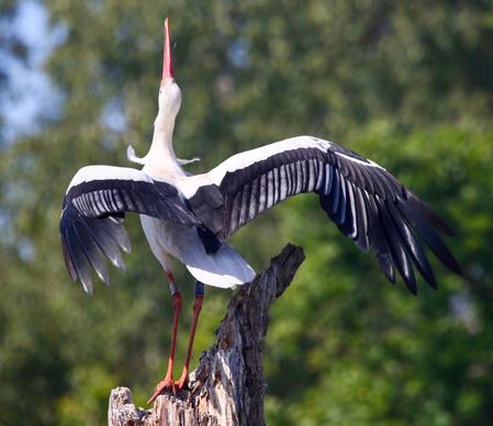 wild nature picture dynamic stretching wings stork