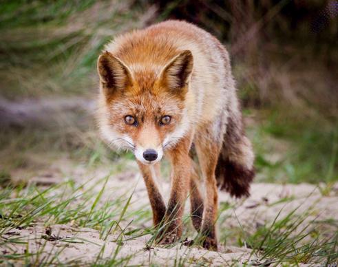 wild nature picture dynamic walking fox