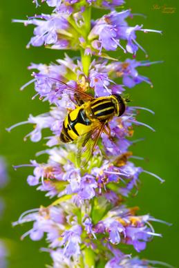 wild nature picture elegant bee perching flowers 