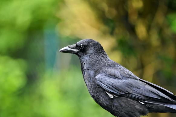 wild nature picture elegant closeup crow