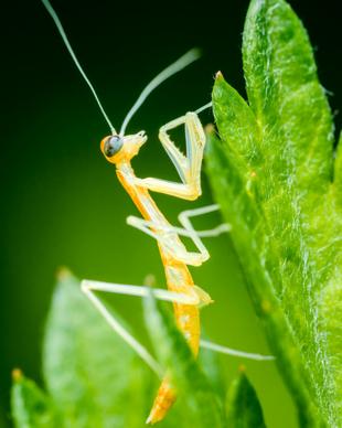 wild nature picture elegant closeup mantis leaf