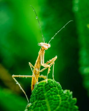 wild nature picture elegant closeup mantis leaf 