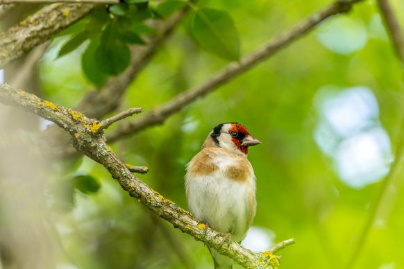 wild nature picture elegant closeup perching goldfinches scene 