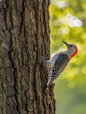 wild nature picture elegant closeup perching  woodpecker  scene