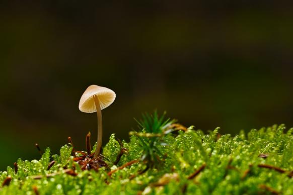 wild nature picture elegant contrast closeup growing mushroom scene 