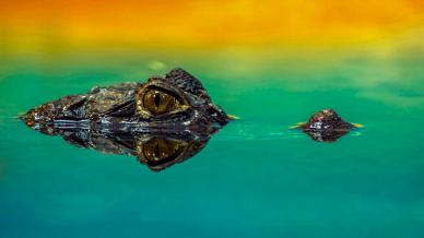 wild nature picture elegant crocodile face water closeup