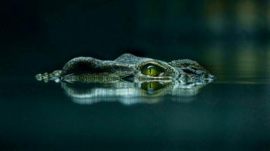 wild nature picture elegant dark closeup crocodile eye pond scene