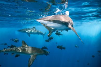 wild nature picture elegant dynamic sharks scene