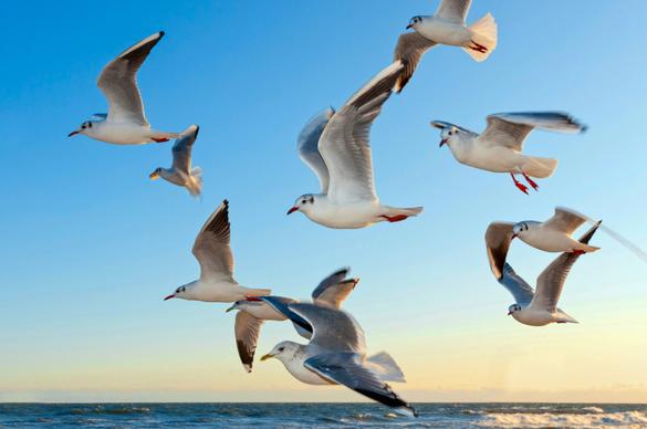 wild nature picture elegant flying seagulls flock 