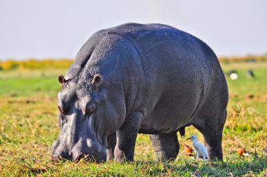 wild nature picture elegant grazing hippo scene